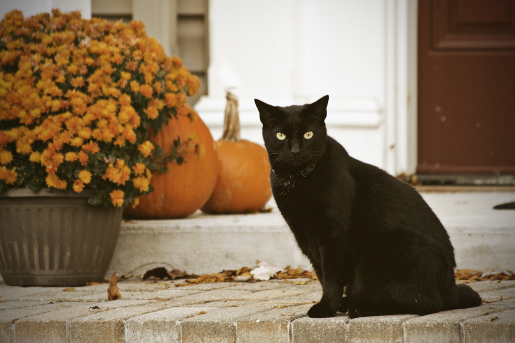 cat-hallo