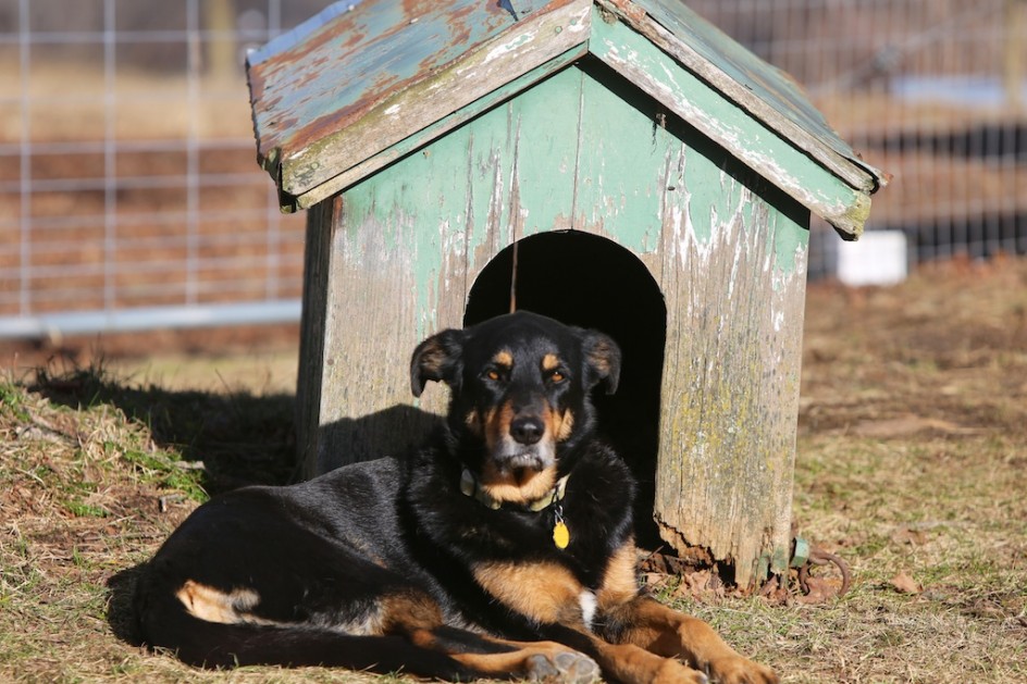 The doghouse.